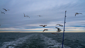 P1000240.jpg