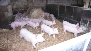 the little pigs